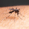 ΕΟΔΥ: Aυξημένοw κίνδυνοw Δάγκειου πυρετού- Οι επικίνδυνες περιοχές