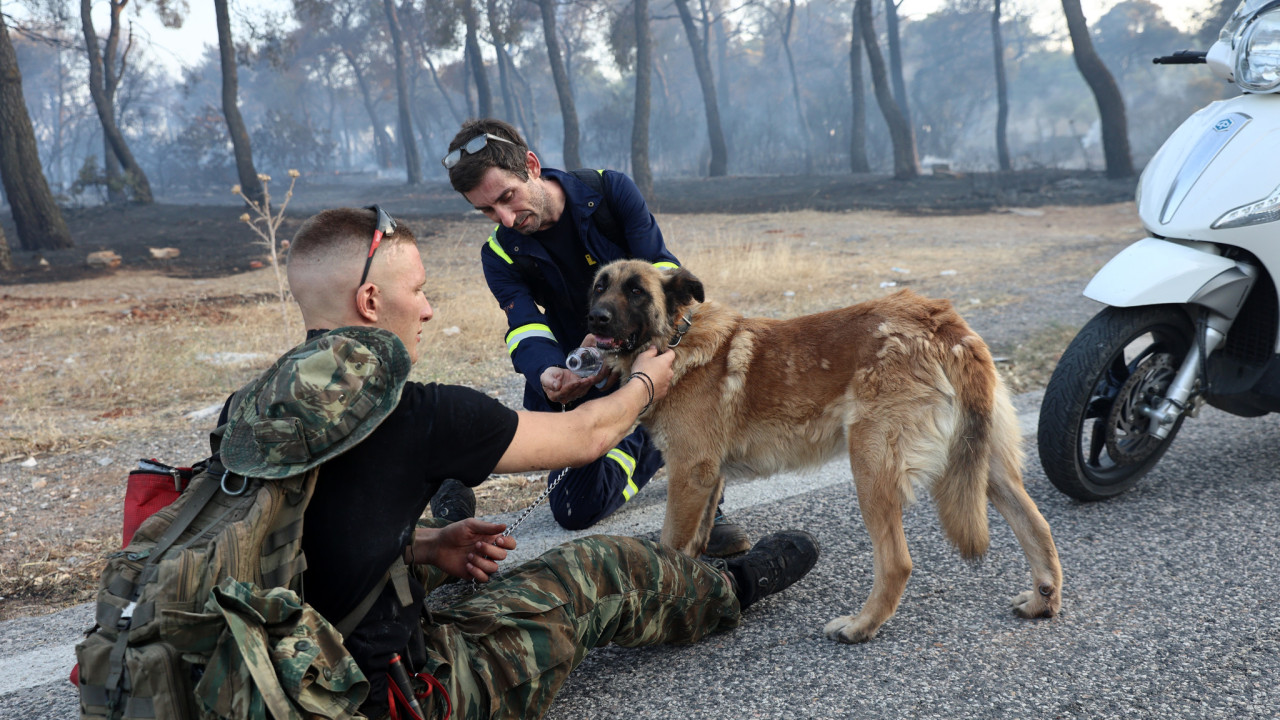 Στην προστασία των ζώων εκπαιδεύτηκαν στελέχη της Ελληνικής Αστυνομίας