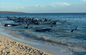 Θλιβερές εικόνες:  Δεκάδες φάλαινες - πιλότοι εξόκειλαν και αργοπεθαίνουν σε ακτή της Αυστραλίας, νότια του Περθ 