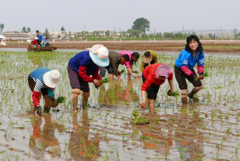 north korea food crisis