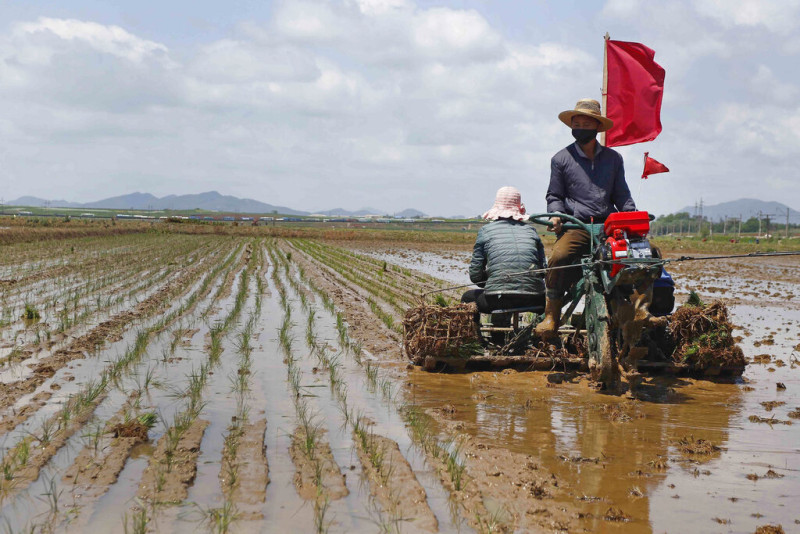 north korea food crisis