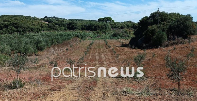 Αρκούδι: Οι τουρίστες «βαπτίζουν» και υιοθετούν τα ελαιόδεντρα