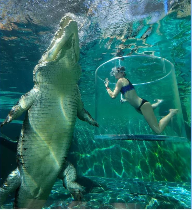 Crocosaurus Cove